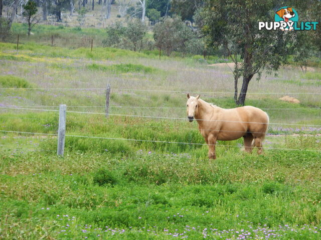 231 Washpool Rd WARWICK QLD 4370