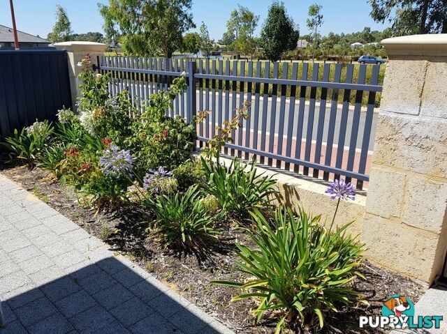 6 Altham Grove Baldivis WA 6171