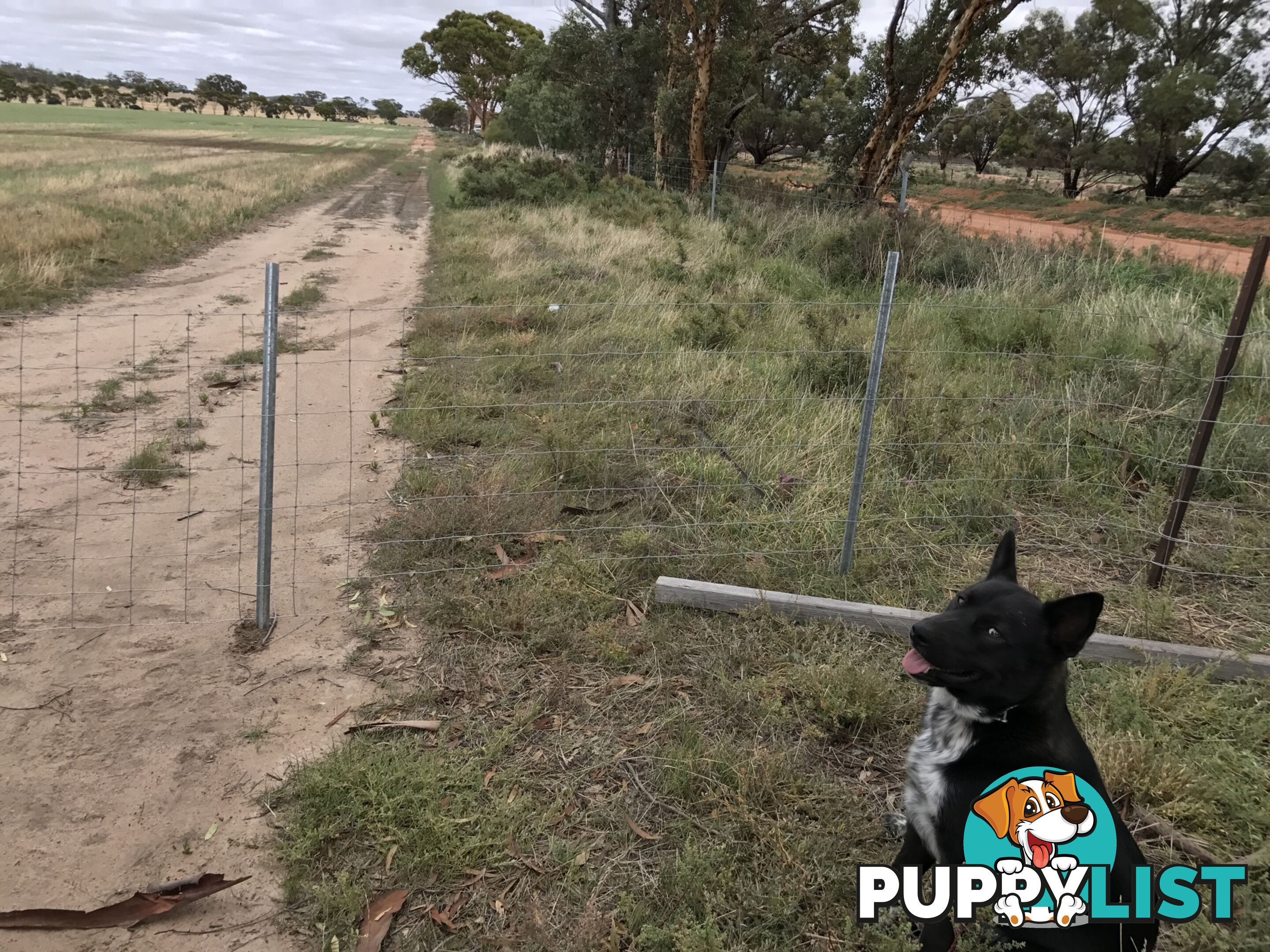 Lot 3767 Fiegert Road CUNDERDIN WA 6407