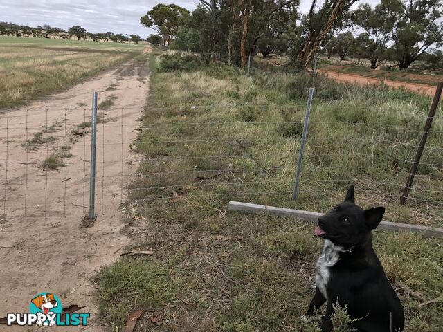Lot 3767 Fiegert Road CUNDERDIN WA 6407