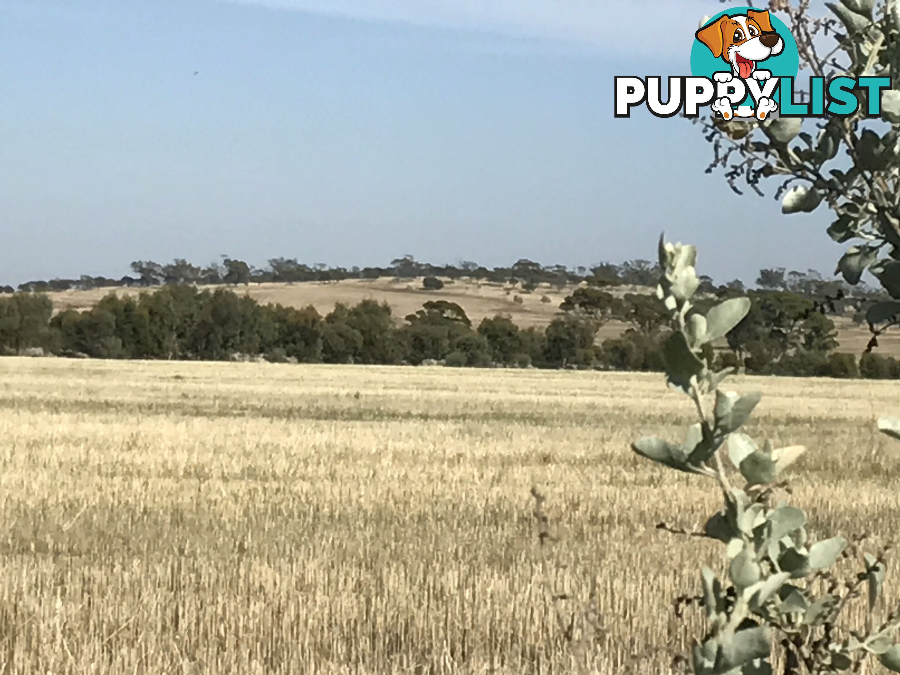 Lot 3767 Fiegert Road CUNDERDIN WA 6407
