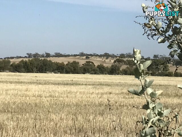 Lot 3767 Fiegert Road CUNDERDIN WA 6407