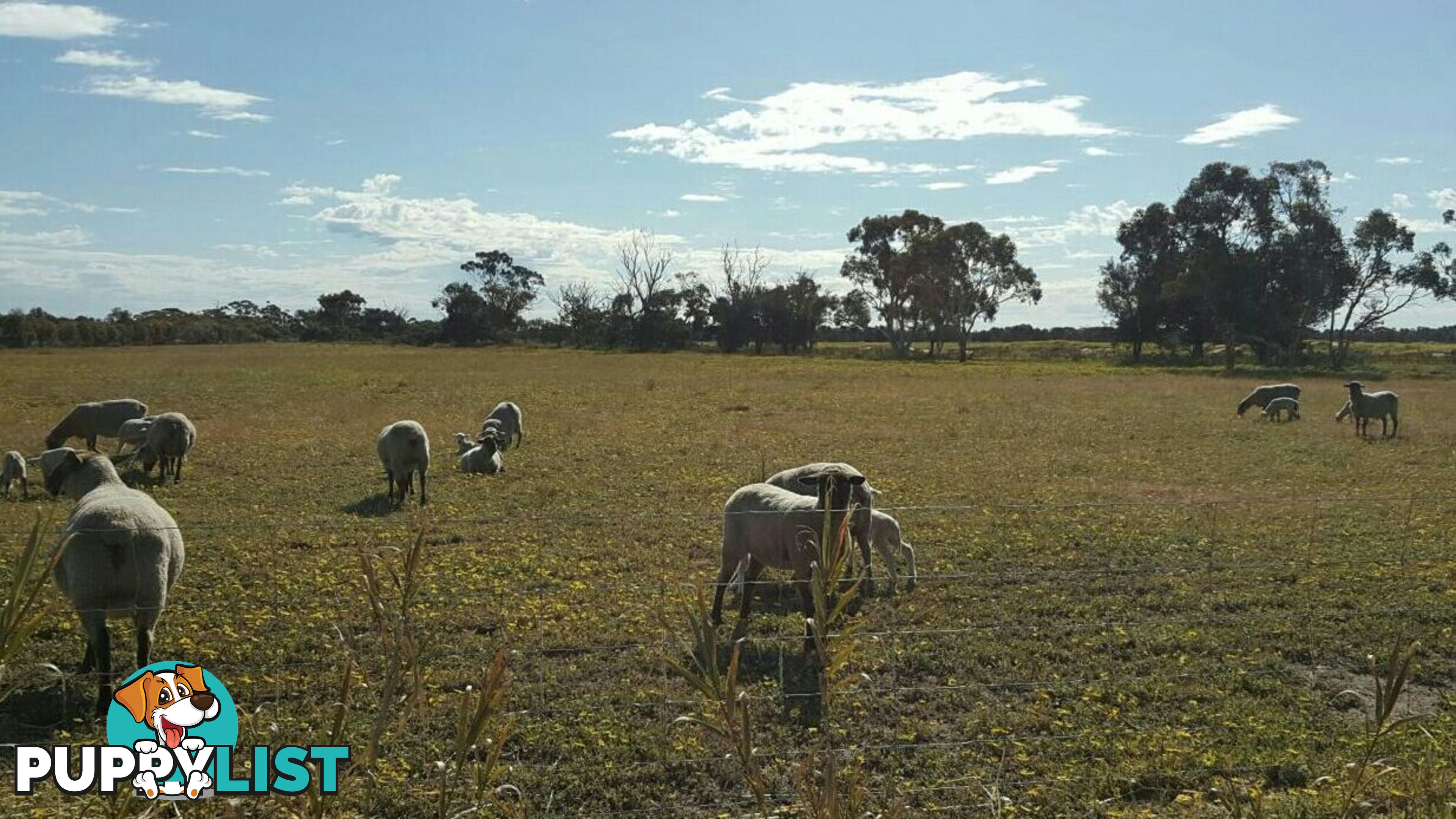 Lot 3767 Fiegert Road CUNDERDIN WA 6407