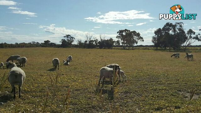 Lot 3767 Fiegert Road CUNDERDIN WA 6407