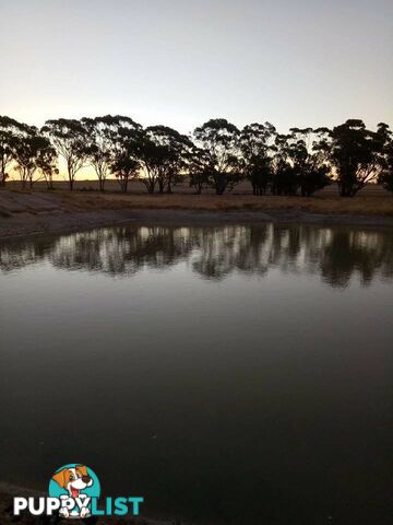 Lot 3767 Fiegert Road CUNDERDIN WA 6407