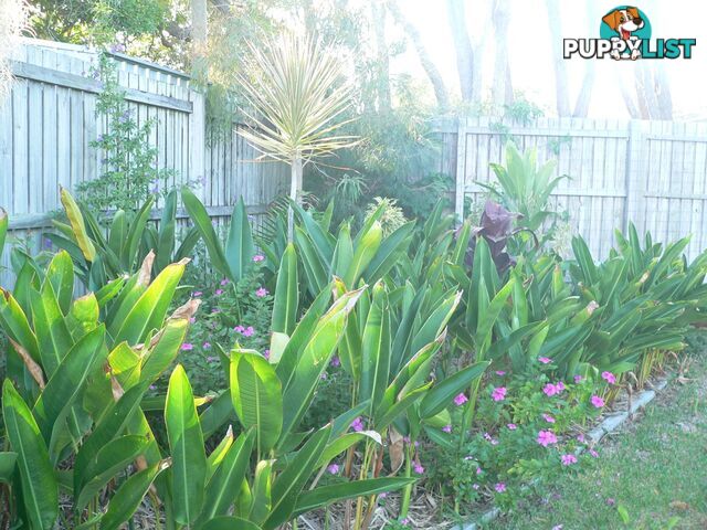 10 San Marco Court Urangan QLD 4655