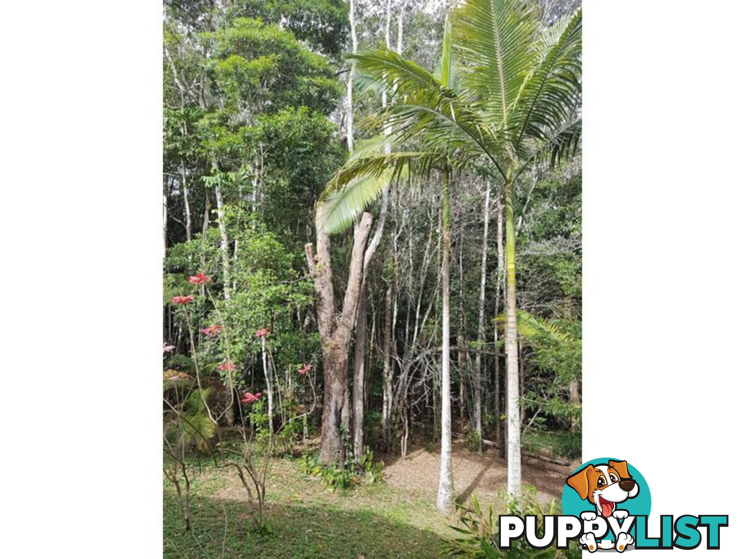 22 Warril Dr KURANDA QLD 4881