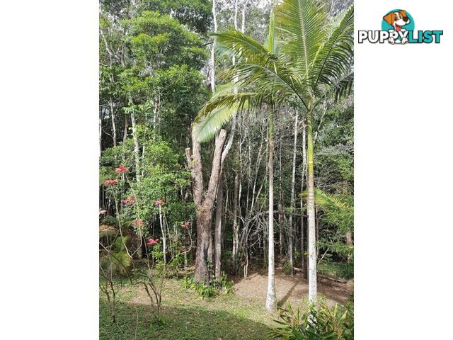 22 Warril Dr KURANDA QLD 4881