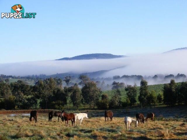 149 Waterfall Creek Road TALLANGATTA VALLEY VIC 3701