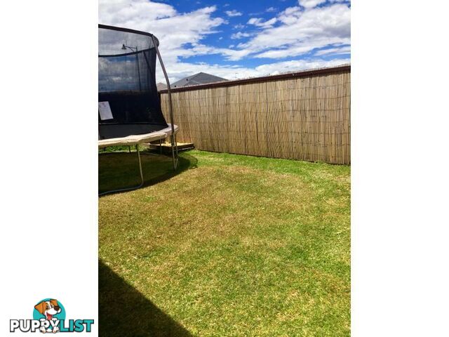 23 Carmathen Ave BUTLER WA 6036