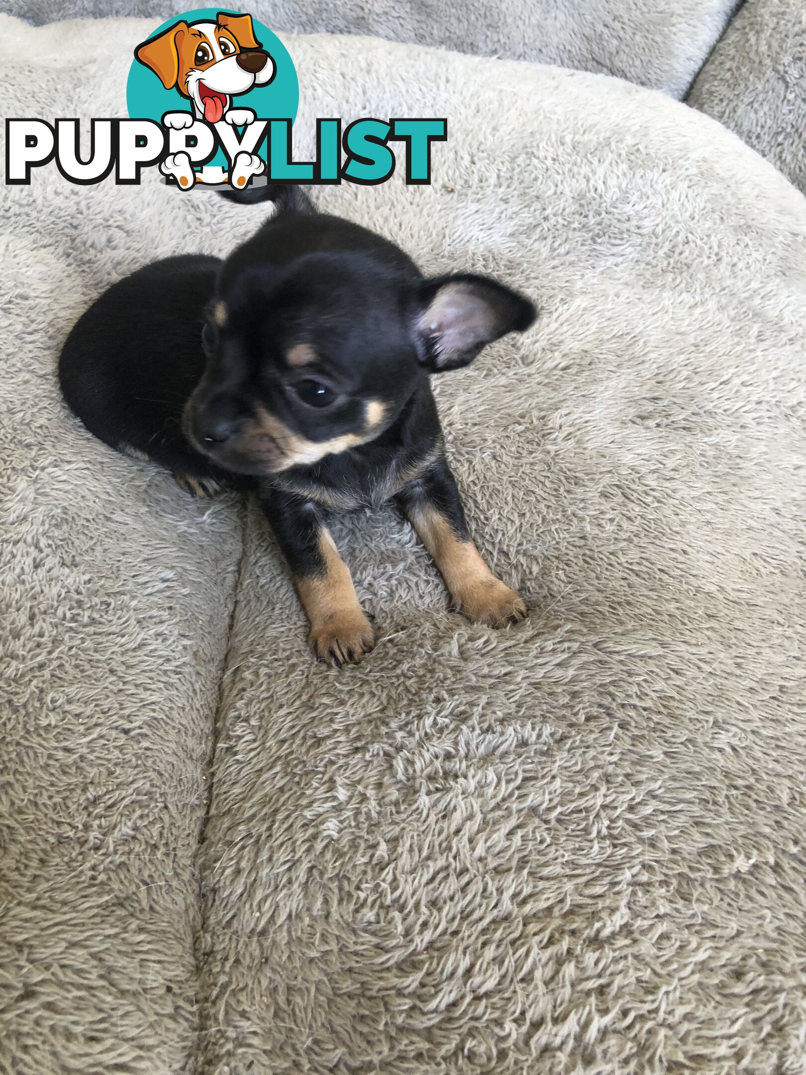 Purebred Chihuahuas for sale