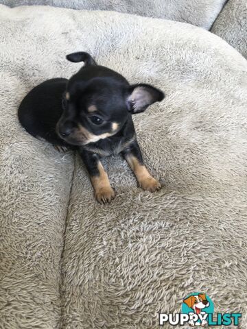 Purebred Chihuahuas for sale