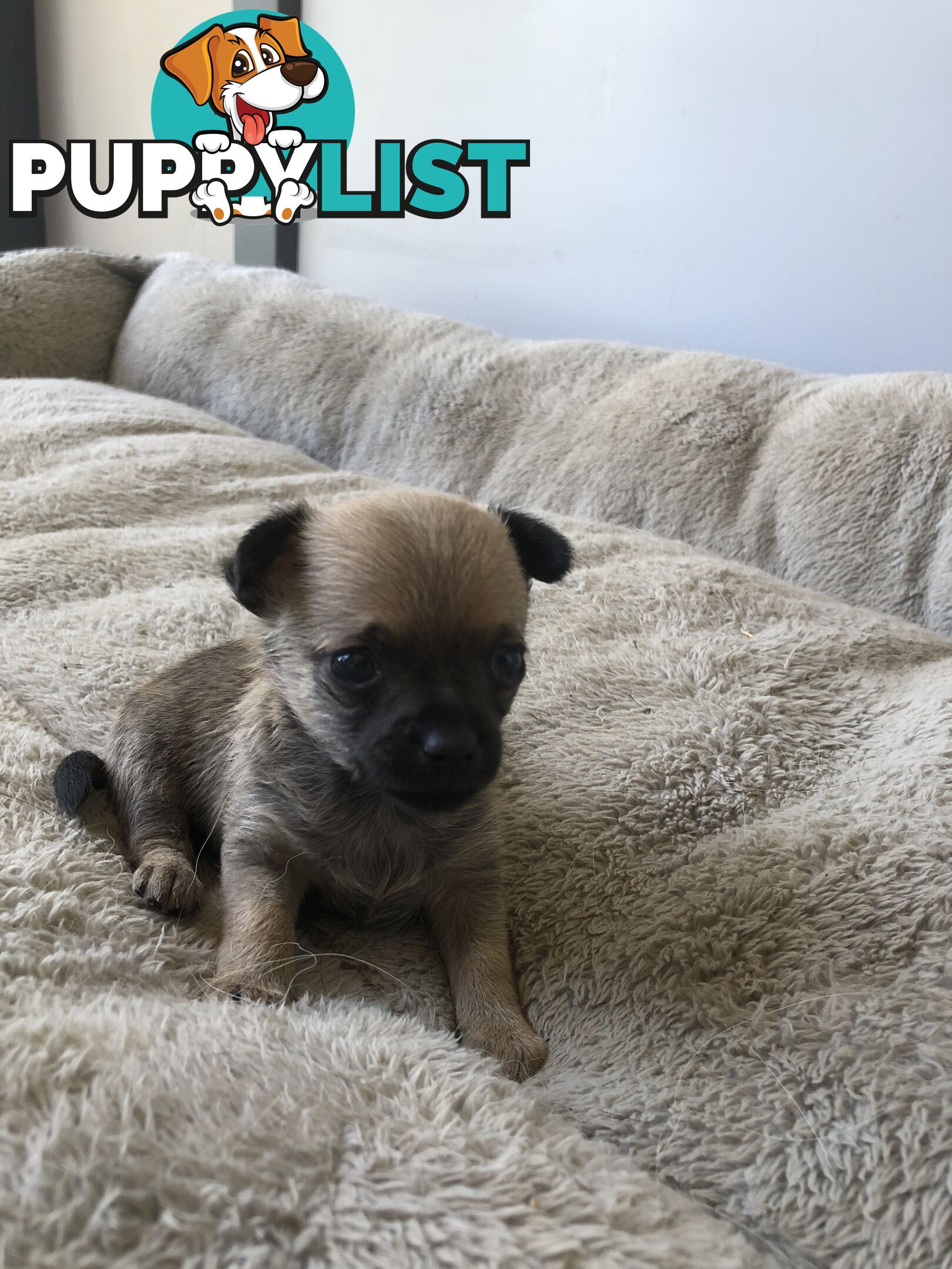 Purebred Chihuahuas for sale