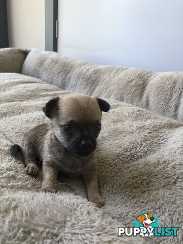 Purebred Chihuahuas for sale