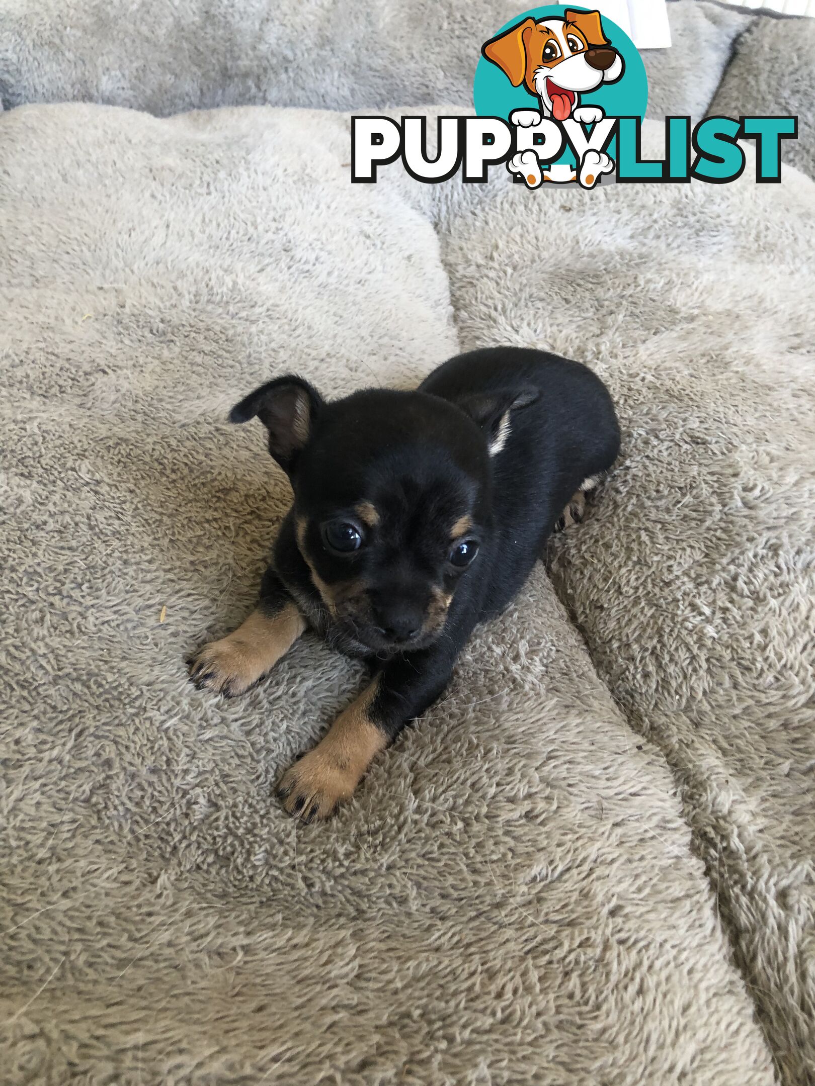 Purebred Chihuahuas for sale