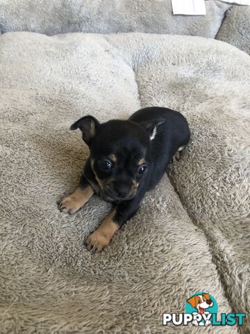 Purebred Chihuahuas for sale