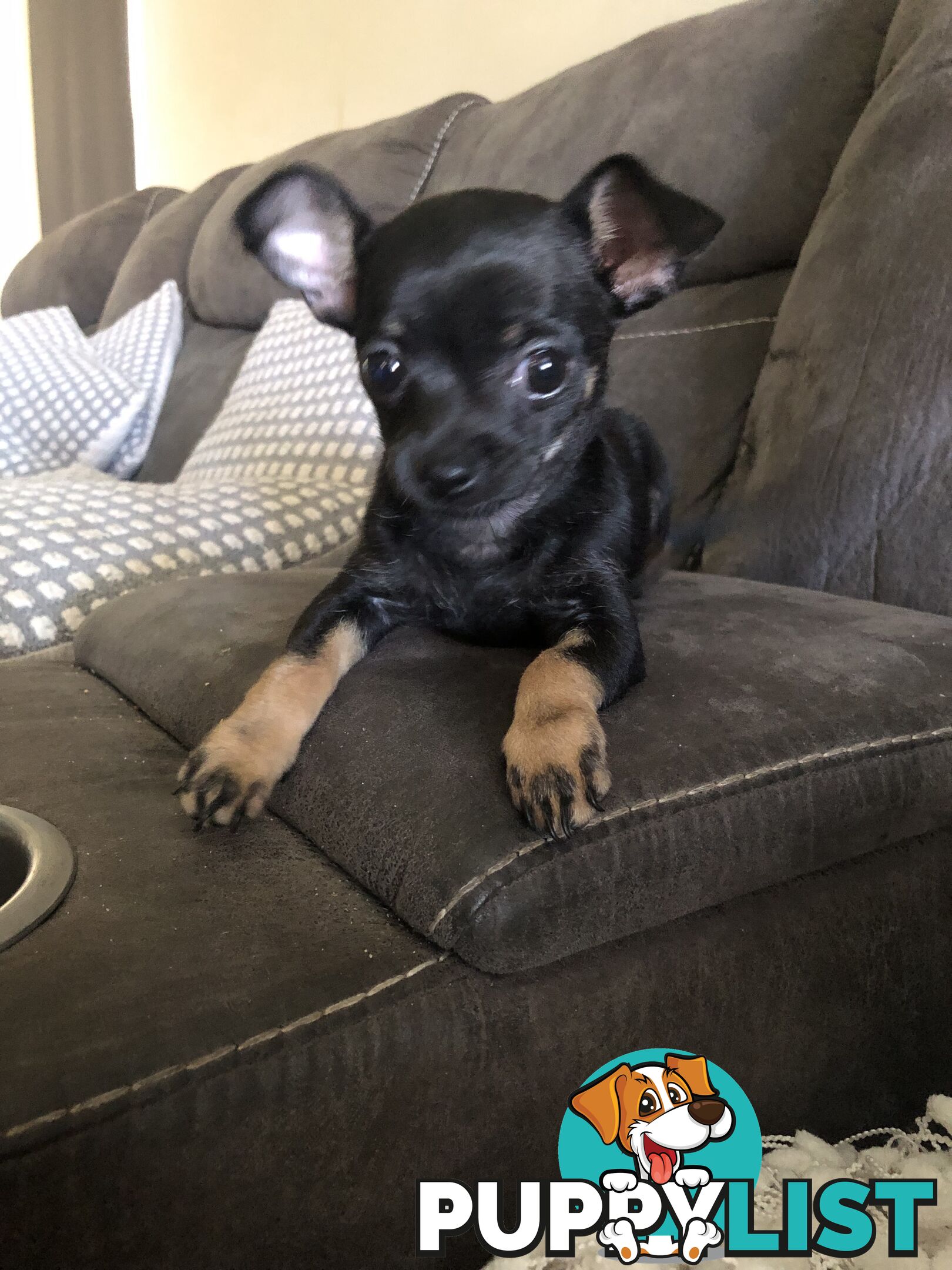 Purebred Chihuahua for sale