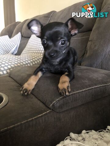 Purebred Chihuahua for sale