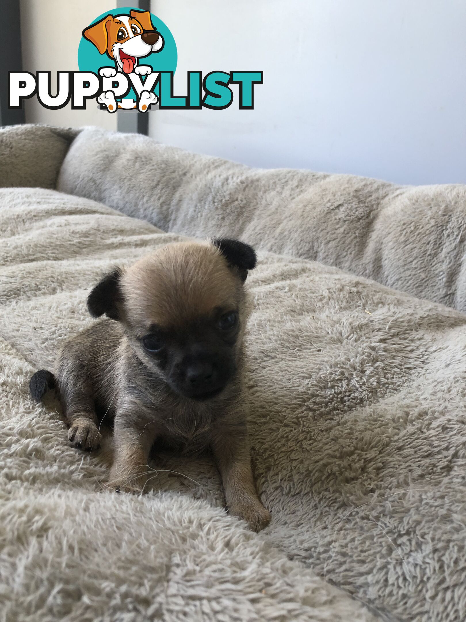 Purebred Chihuahuas for sale