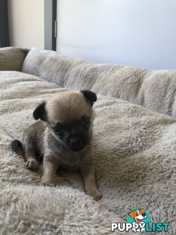 Purebred Chihuahuas for sale