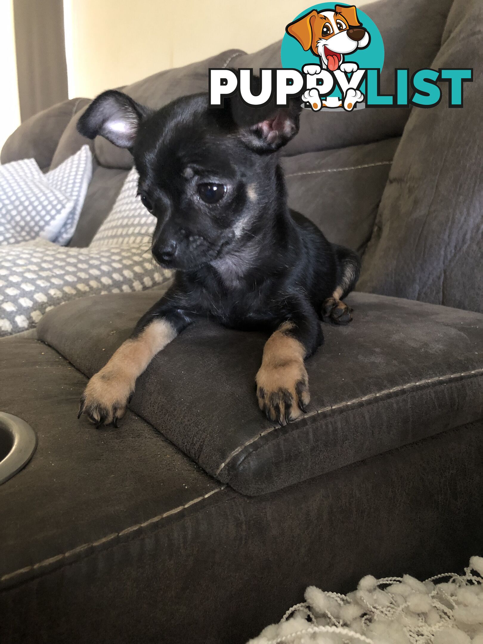 Purebred Chihuahua for sale