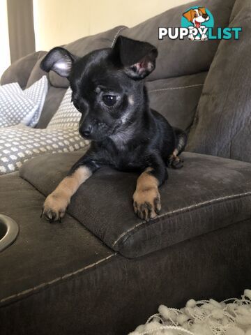 Purebred Chihuahua for sale