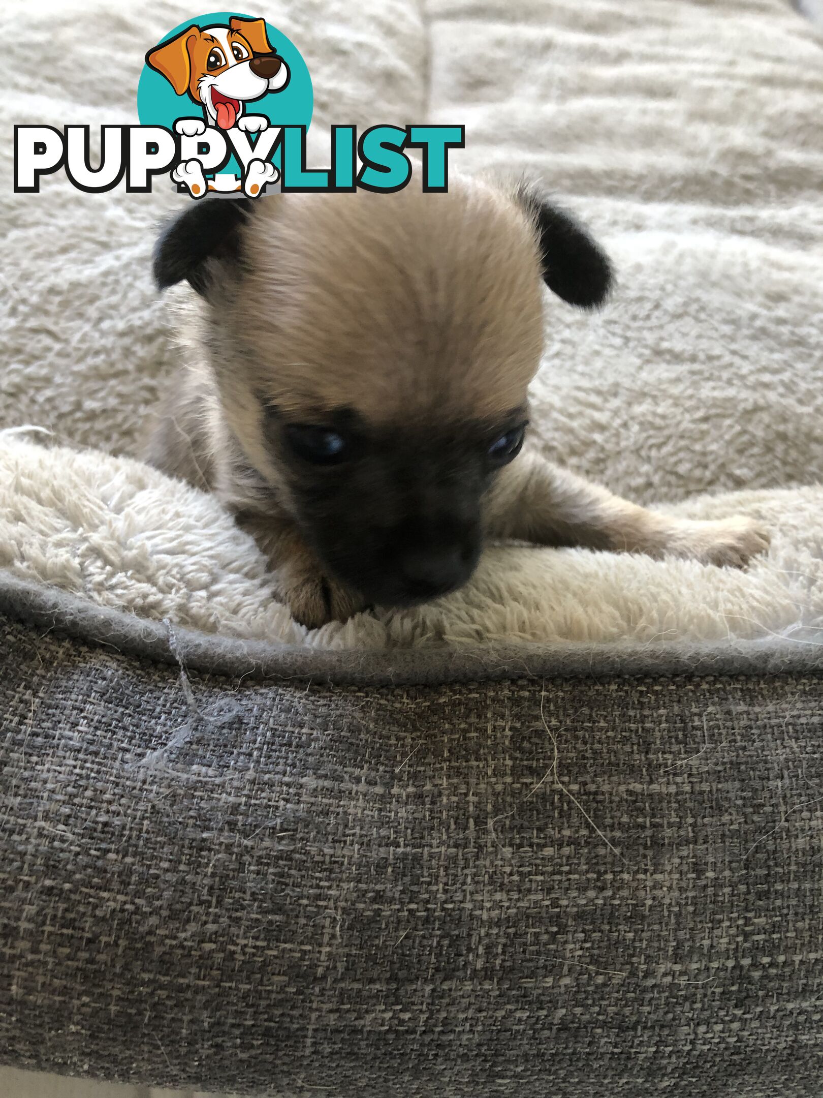 Purebred Chihuahuas for sale