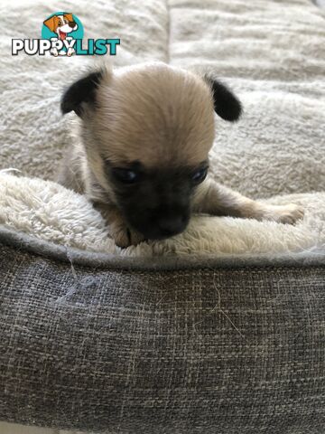 Purebred Chihuahuas for sale