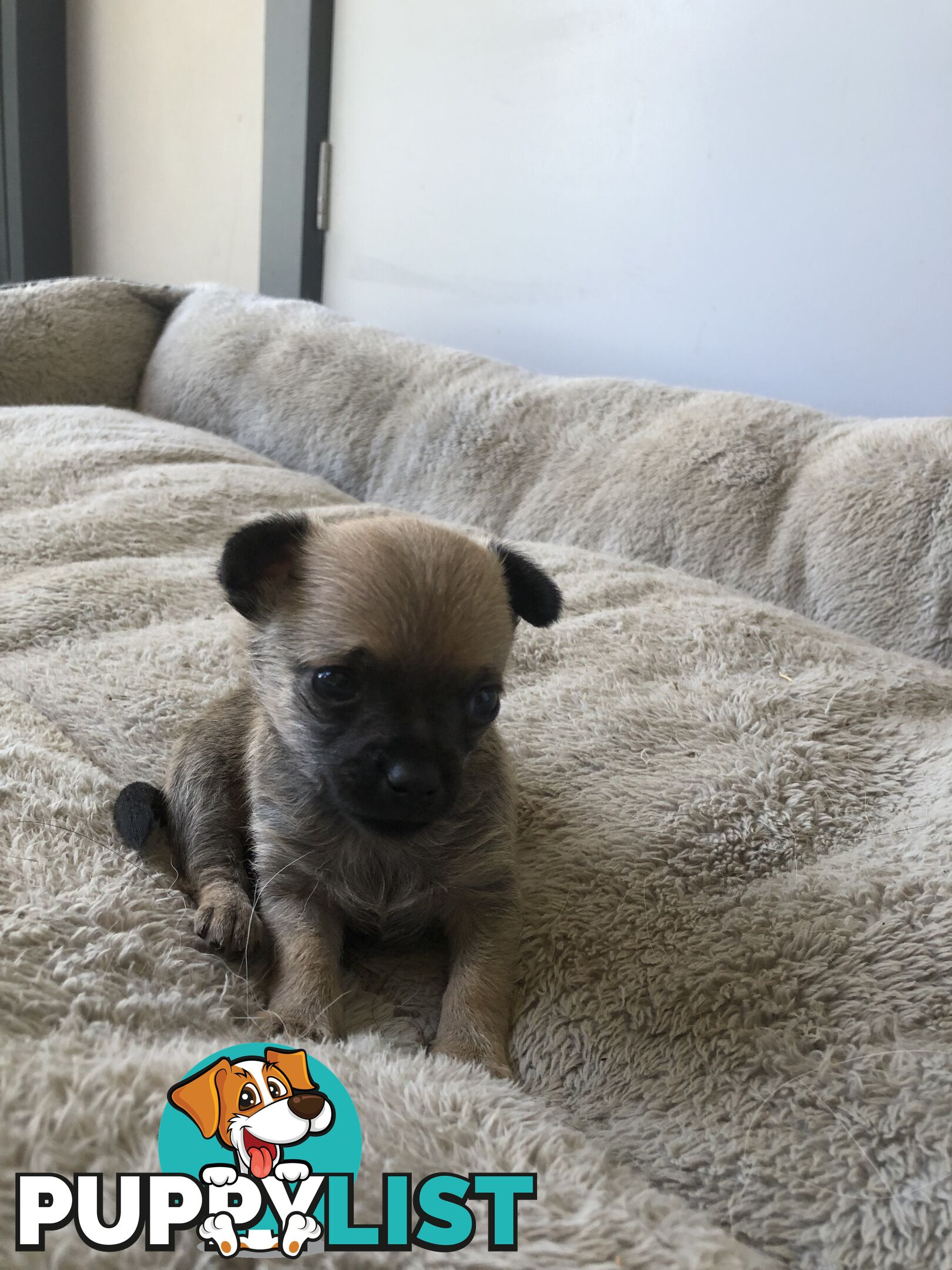 Purebred Chihuahuas for sale