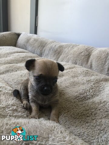 Purebred Chihuahuas for sale