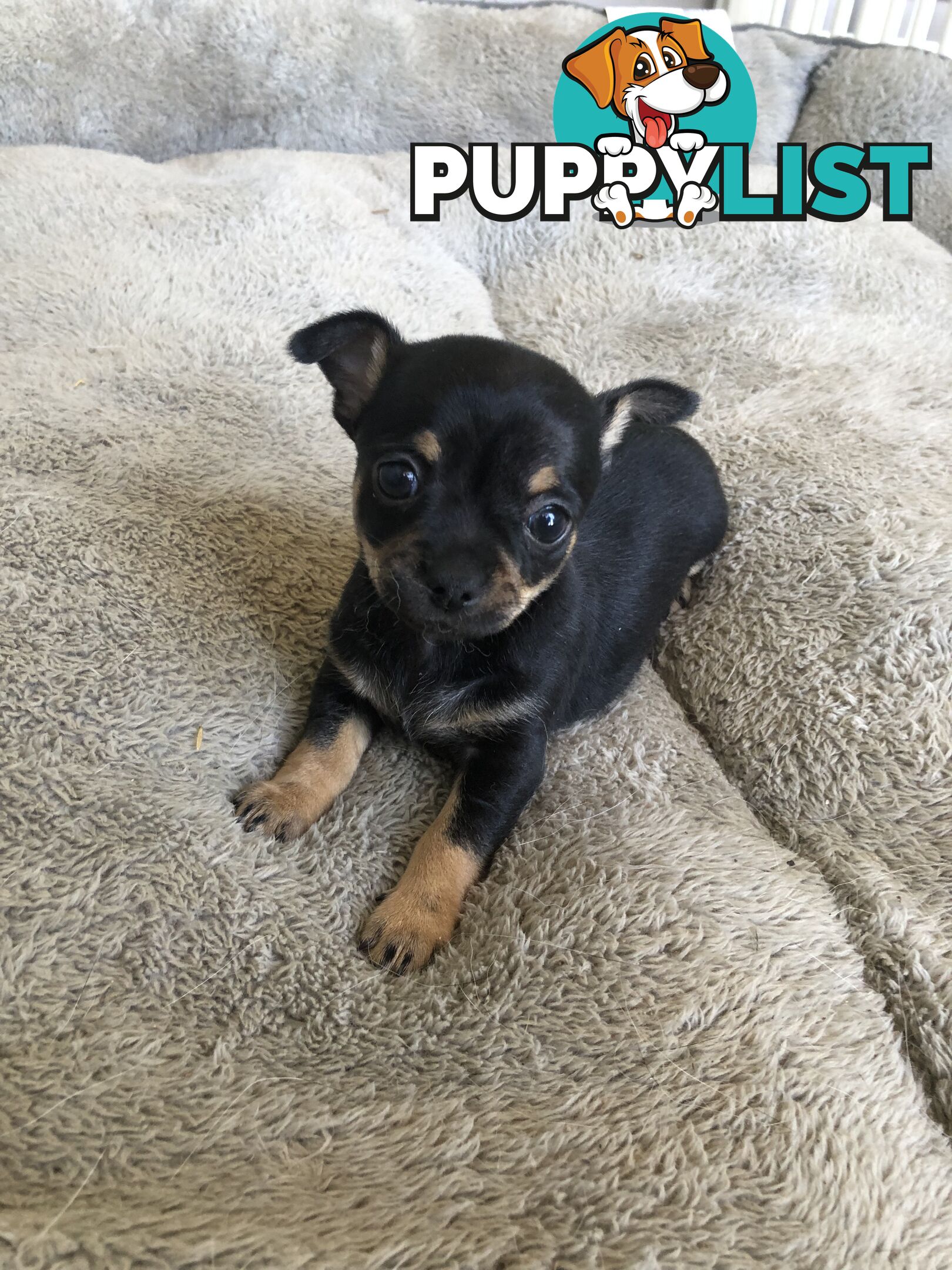 Purebred Chihuahuas for sale