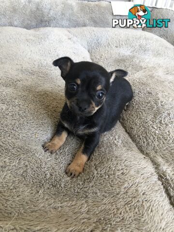 Purebred Chihuahuas for sale