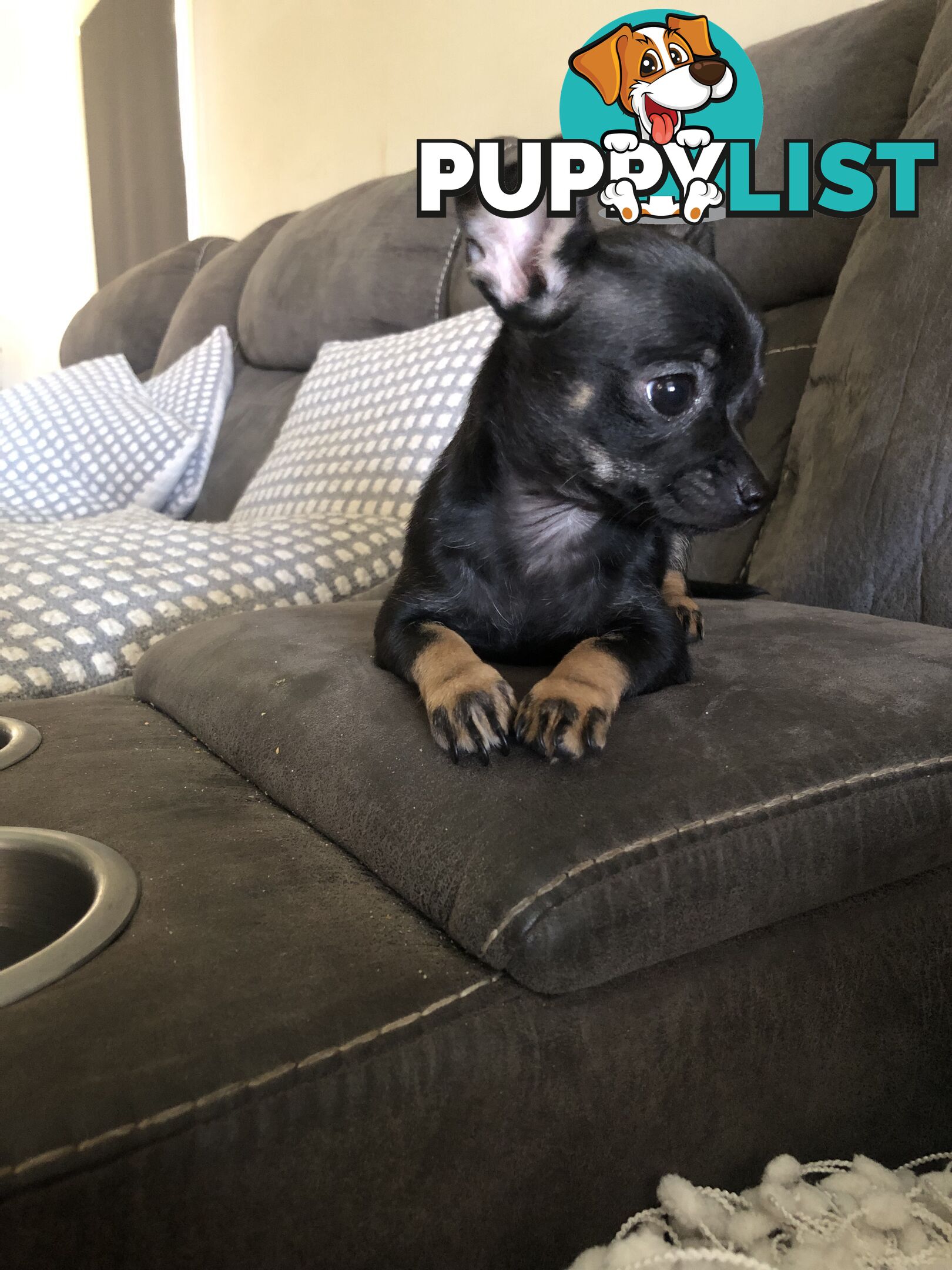 Purebred Chihuahua for sale