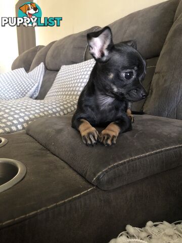 Purebred Chihuahua for sale