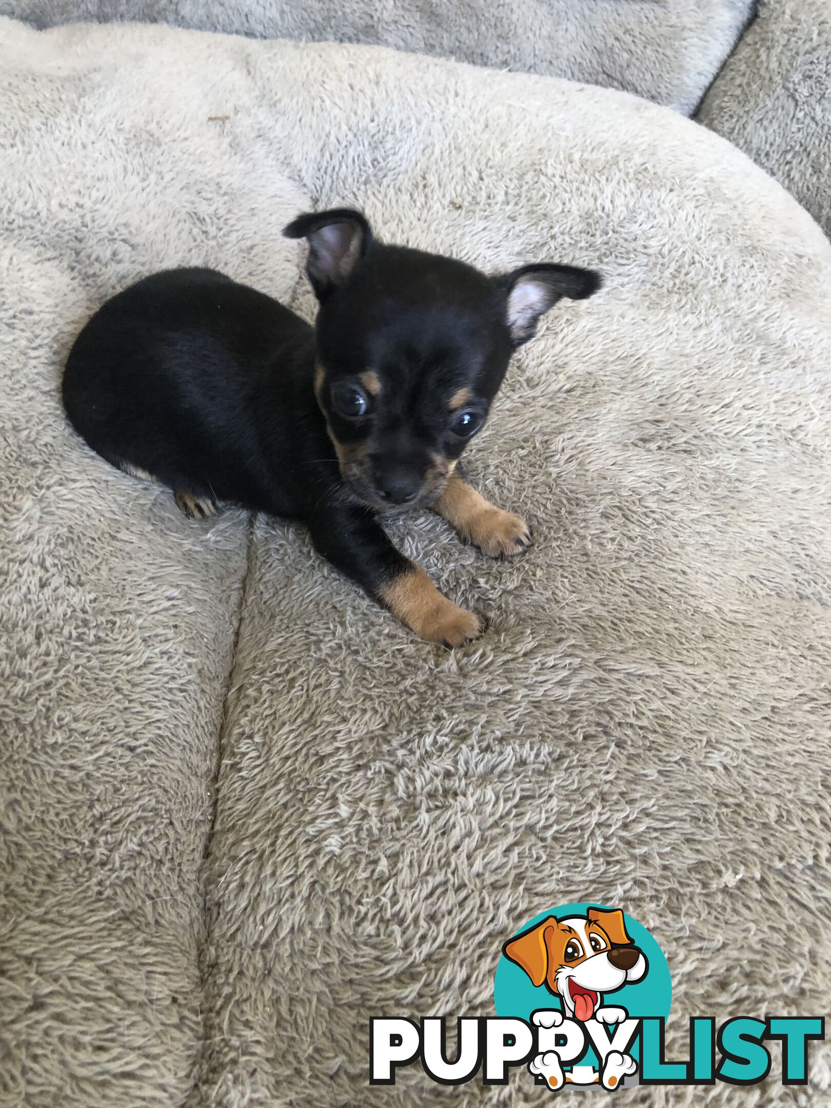 Purebred Chihuahuas for sale