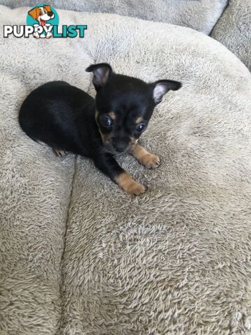 Purebred Chihuahuas for sale