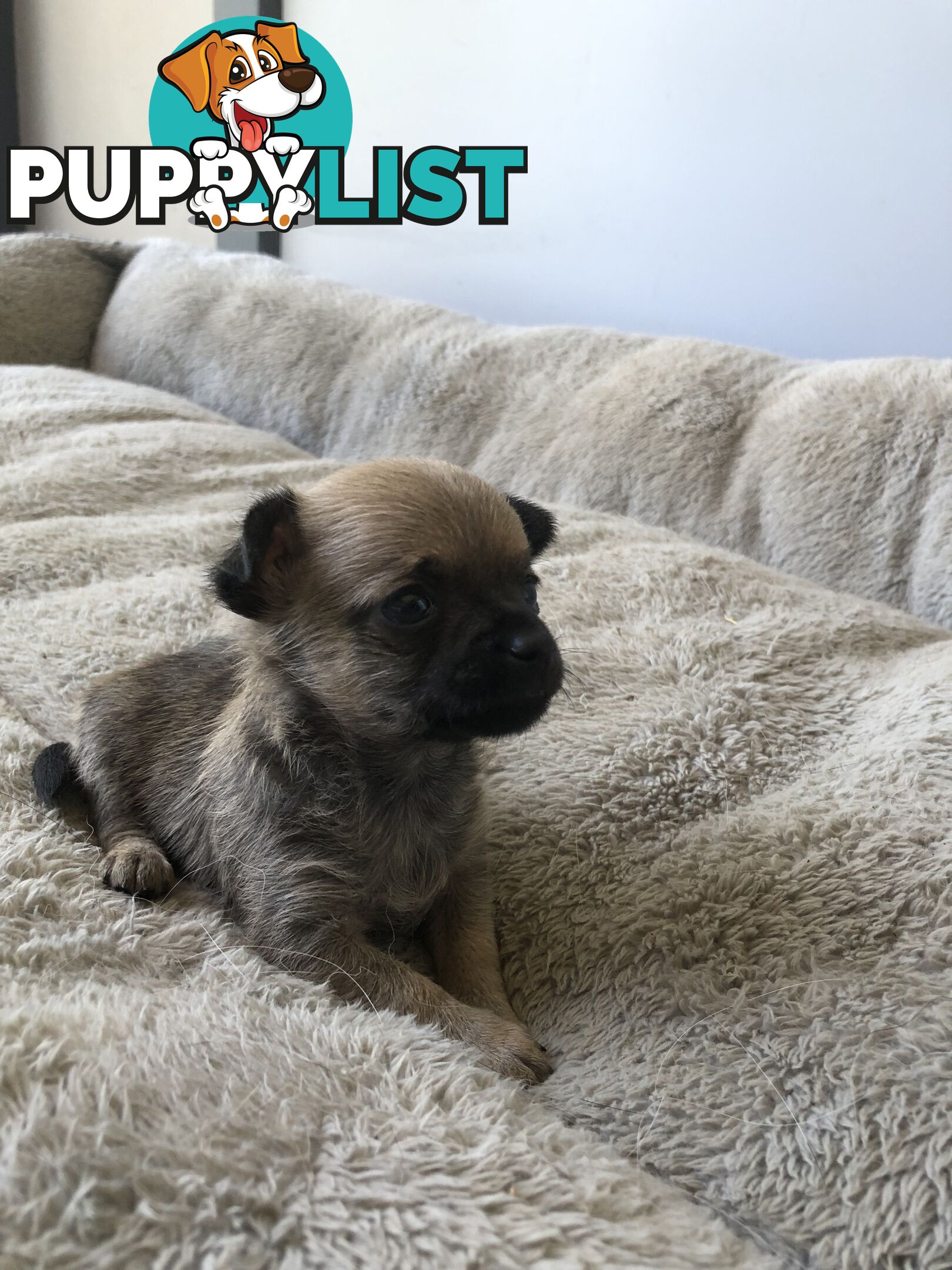 Purebred Chihuahuas for sale