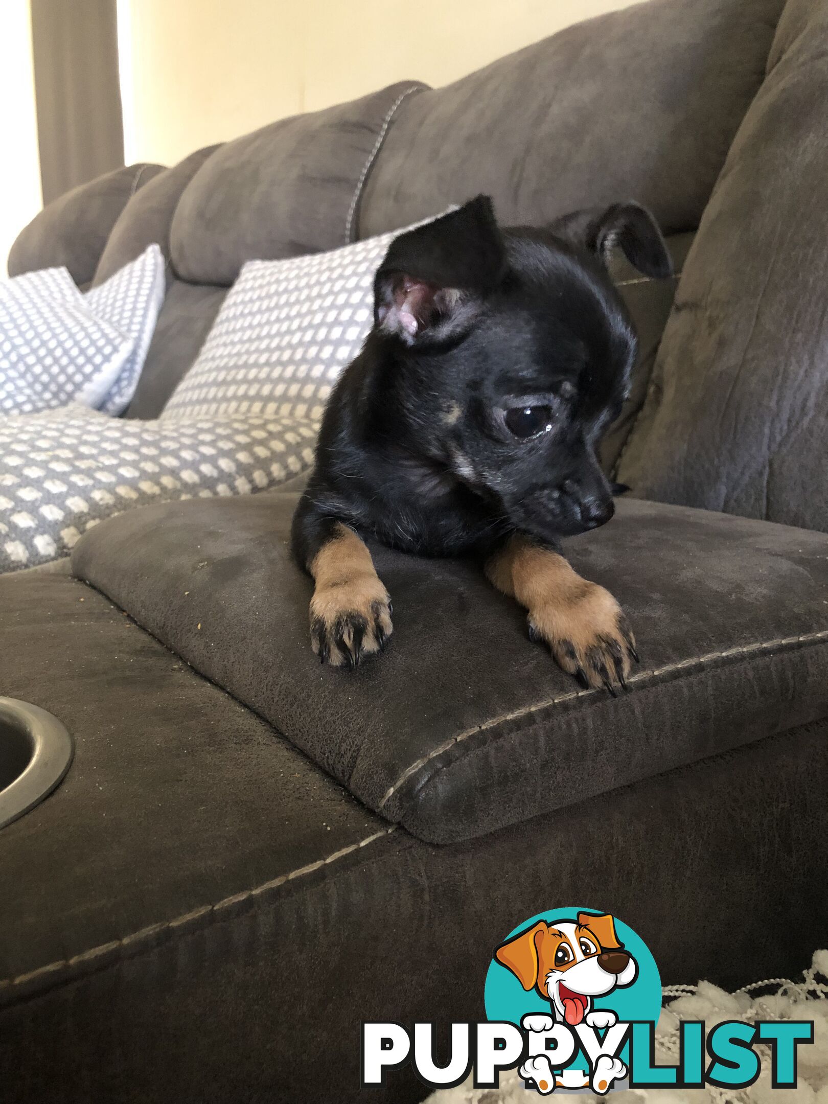 Purebred Chihuahua for sale