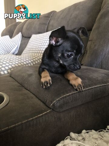 Purebred Chihuahua for sale