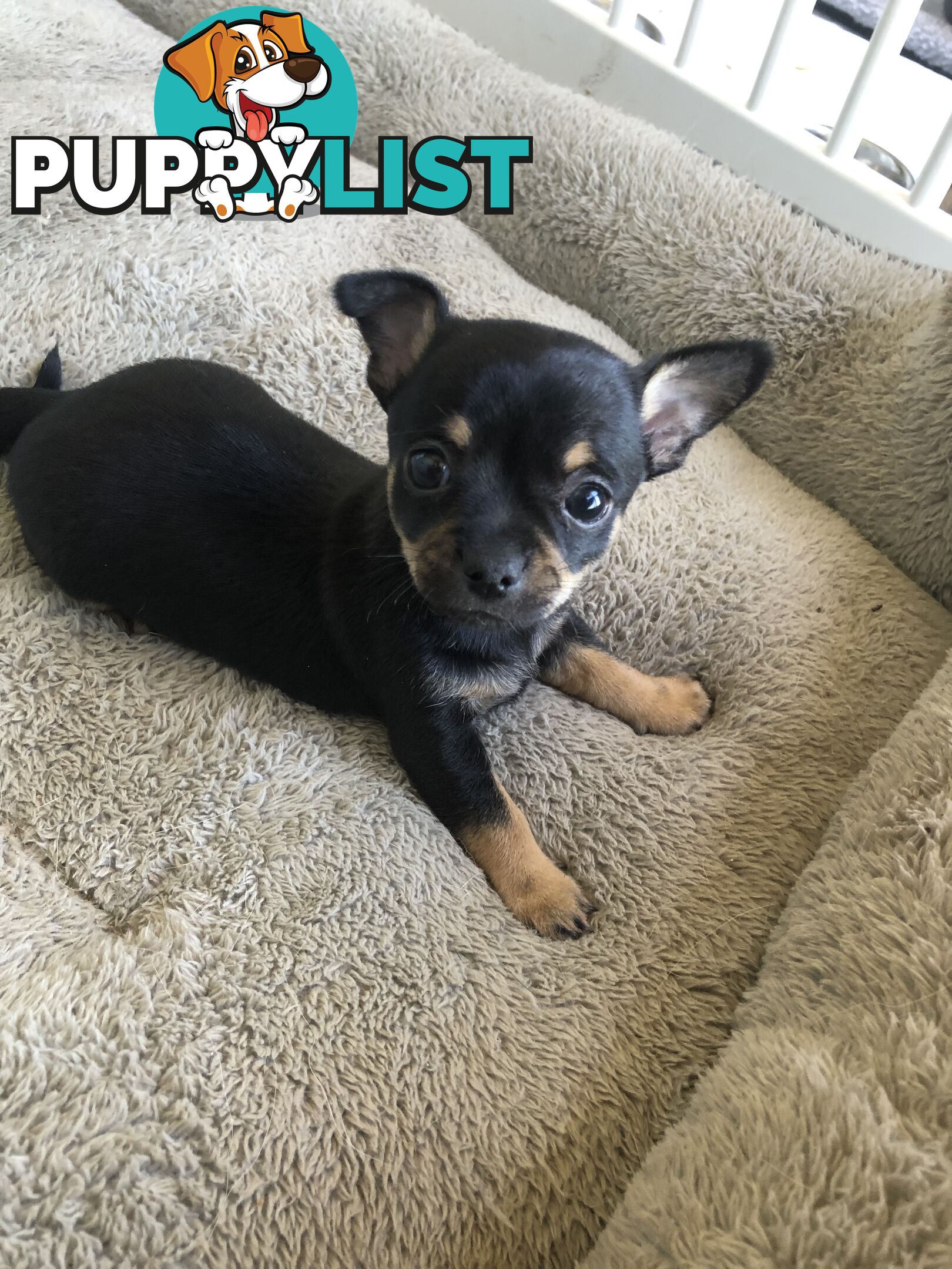 Purebred Chihuahuas for sale