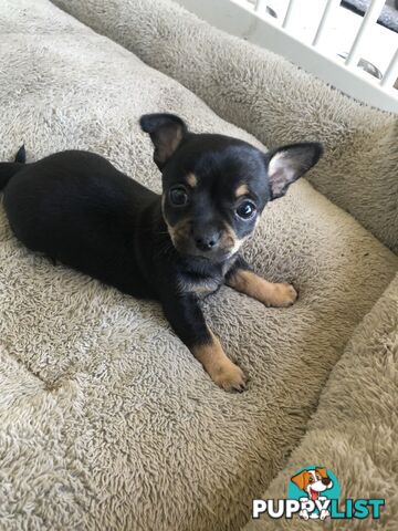 Purebred Chihuahuas for sale