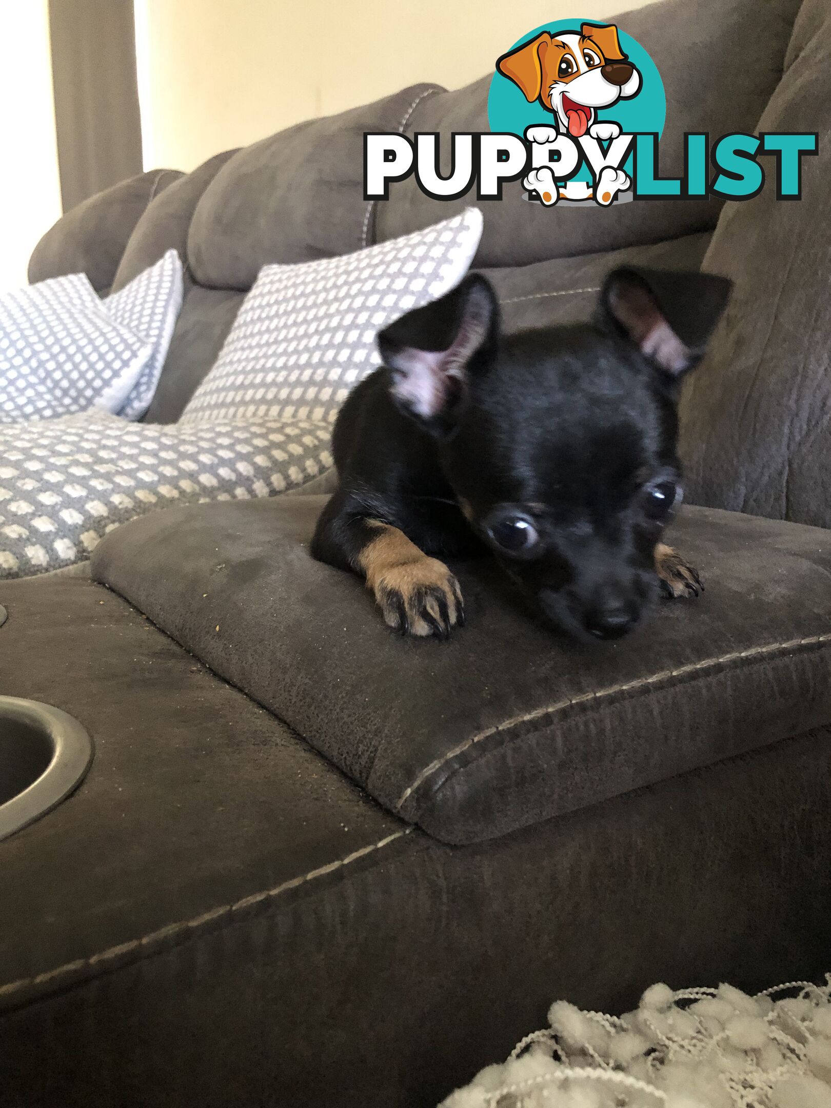 Purebred Chihuahua for sale