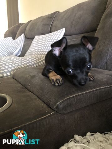 Purebred Chihuahua for sale