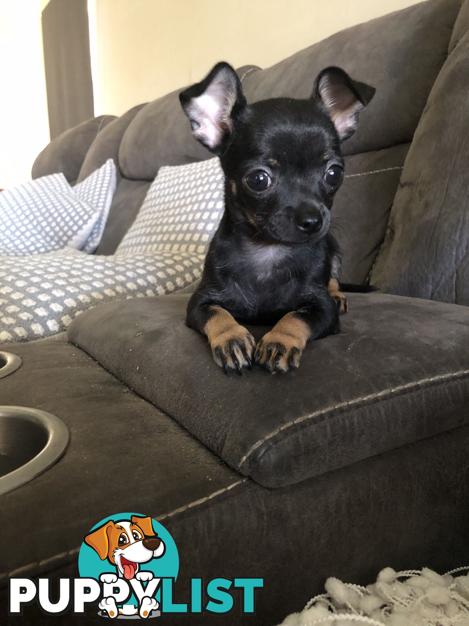 Purebred Chihuahua for sale