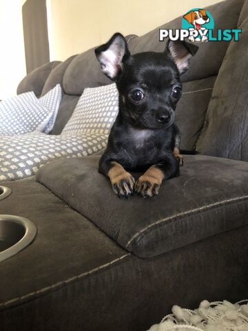 Purebred Chihuahua for sale