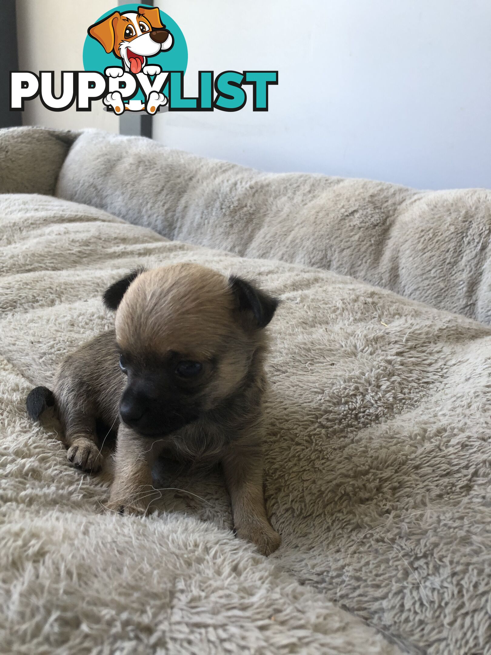 Purebred Chihuahuas for sale