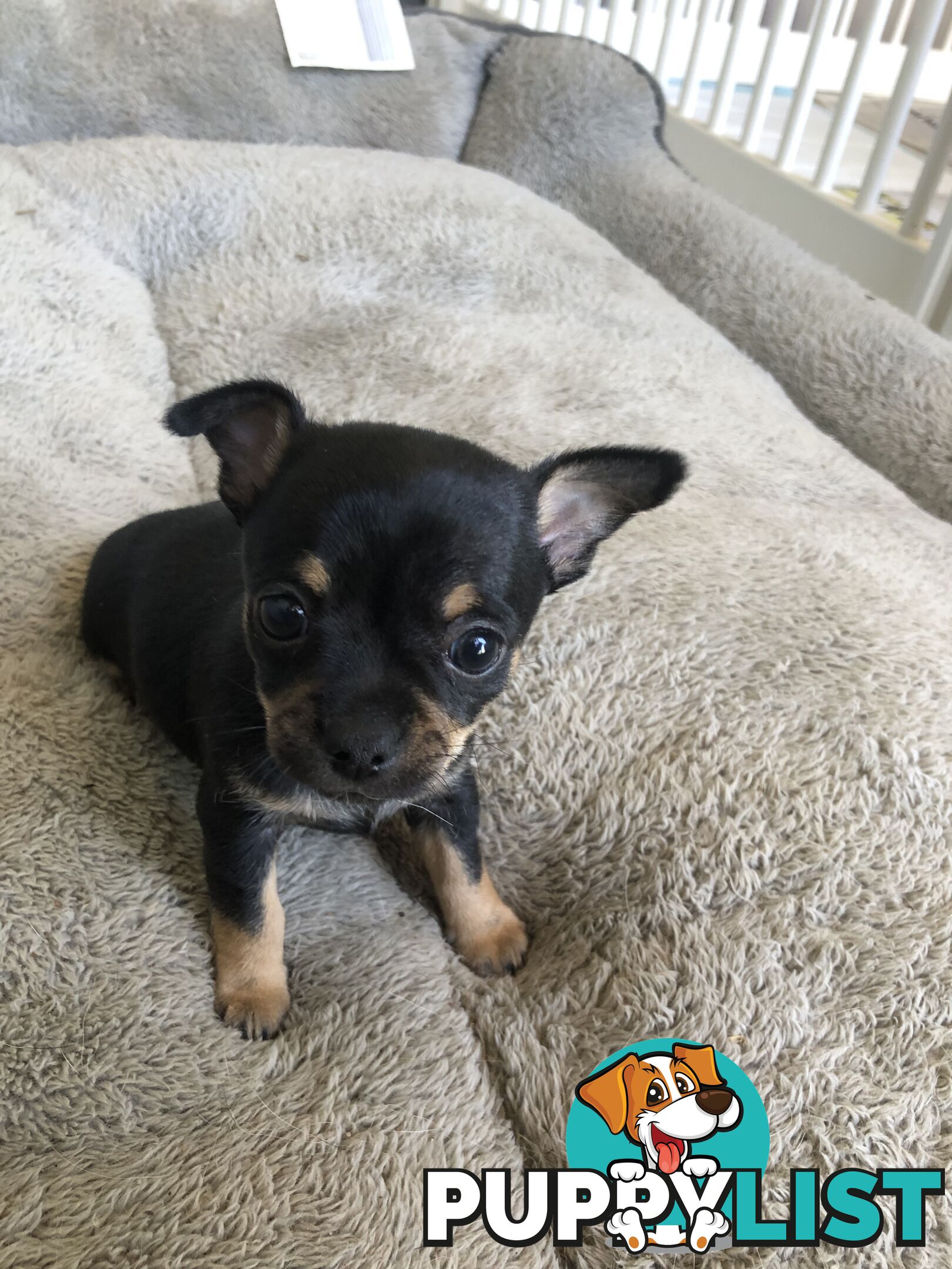 Purebred Chihuahuas for sale