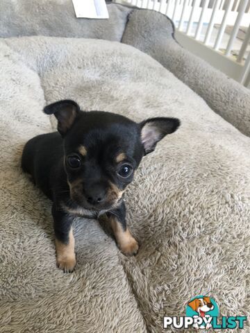 Purebred Chihuahuas for sale