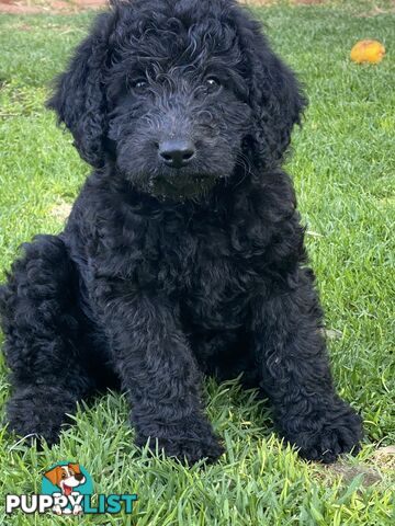 Labradoodle