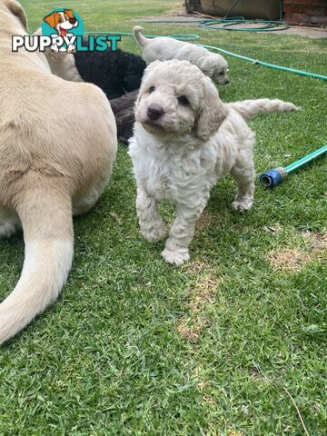 Labradoodle